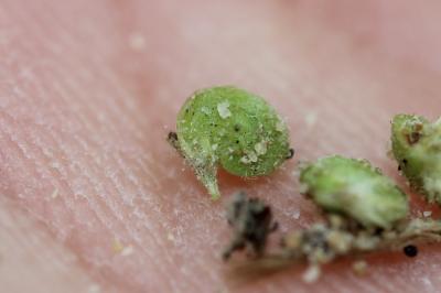Luzerne lupuline, Minette Medicago lupulina L., 1753