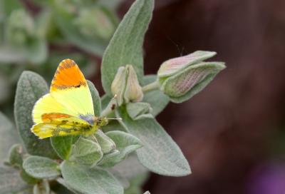 Aurore de Provence (L') Anthocharis euphenoides Staudinger, 1869