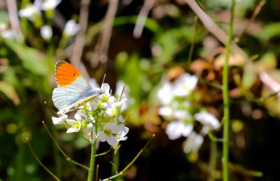 Aurore (L') Anthocharis cardamines (Linnaeus, 1758)