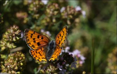 Cuivré flambloyant (Le) Lycaena alciphron gordius (Sulzer, 1776)