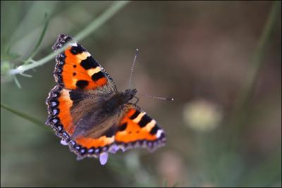 Petite Tortue (La), Vanesse de l'Ortie (La), Petit Aglais urticae (Linnaeus, 1758)