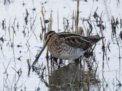 Bécassine des marais Gallinago gallinago (Linnaeus, 1758)