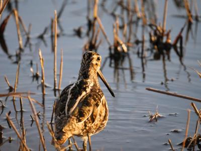 Bécassine des marais Gallinago gallinago (Linnaeus, 1758)