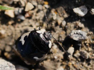 Punaise noire à quatre taches blanches Tritomegas bicolor (Linnaeus, 1758)