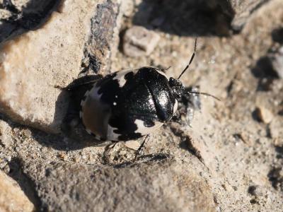 Punaise noire à quatre taches blanches Tritomegas bicolor (Linnaeus, 1758)