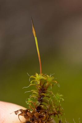  Syntrichia ruralis var. ruraliformis (Besch.) Delogne, 1885