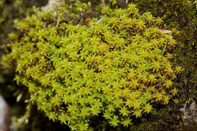  Syntrichia ruralis var. ruraliformis (Besch.) Delogne, 1885