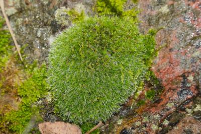  Grimmia pulvinata (Hedw.) Sm., 1807