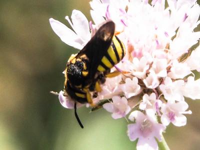  Stelis annulata (Lepeletier, 1841)