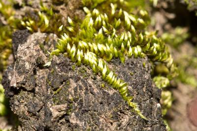  Homalothecium sericeum (Hedw.) Schimp., 1851