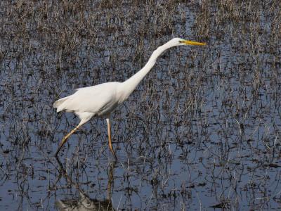 Grande Aigrette Ardea alba Linnaeus, 1758