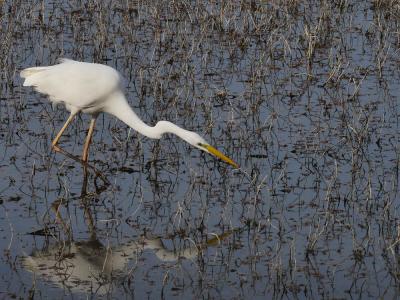 Grande Aigrette Ardea alba Linnaeus, 1758