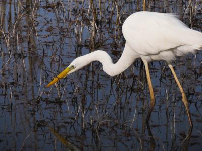 Grande Aigrette Ardea alba Linnaeus, 1758