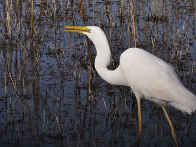 Grande Aigrette Ardea alba Linnaeus, 1758