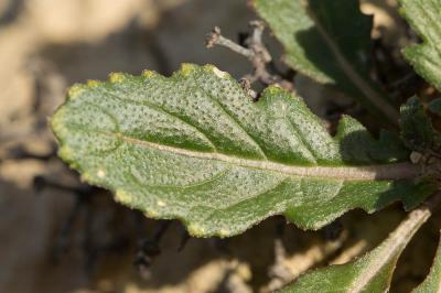 Diplotaxe fausse-roquette, Roquette blanche Diplotaxis erucoides (L.) DC., 1821