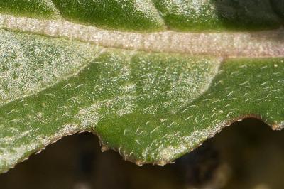 Diplotaxe fausse-roquette, Roquette blanche Diplotaxis erucoides (L.) DC., 1821