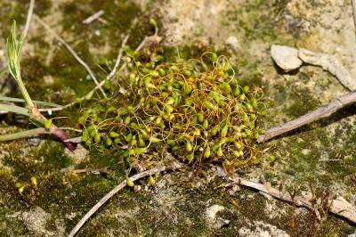  Funaria hygrometrica Hedw., 1801