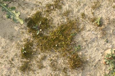  Funaria hygrometrica Hedw., 1801