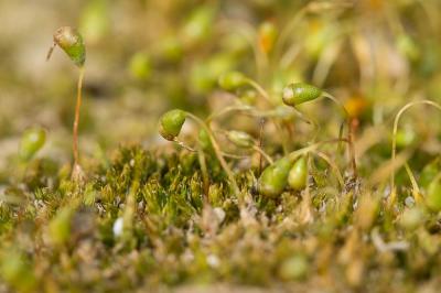  Funaria hygrometrica Hedw., 1801