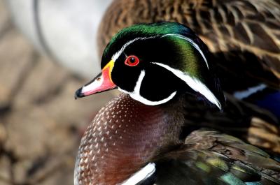 Canard carolin, Canard branchu Aix sponsa (Linnaeus, 1758)