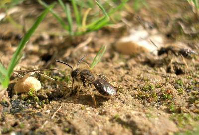  Andrena flavipes Panzer, 1799
