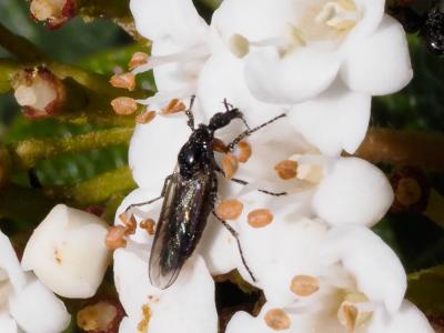  Dilophus femoratus Meigen, 1804