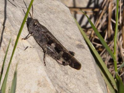 OEdipode automnale, Criquet farouche  Aiolopus strepens (Latreille, 1804)