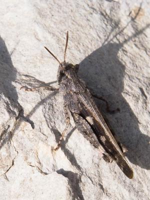 OEdipode automnale, Criquet farouche  Aiolopus strepens (Latreille, 1804)