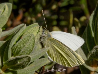 Piéride de la Rave (La), Petit Blanc du Chou (Le), Pieris rapae (Linnaeus, 1758)