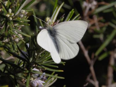 Piéride de la Rave (La), Petit Blanc du Chou (Le), Pieris rapae (Linnaeus, 1758)