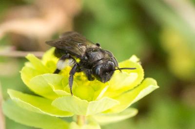  Andrena pilipes Fabricius, 1781