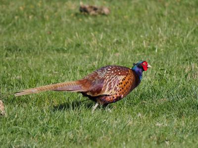 Faisan de Colchide Phasianus colchicus Linnaeus, 1758