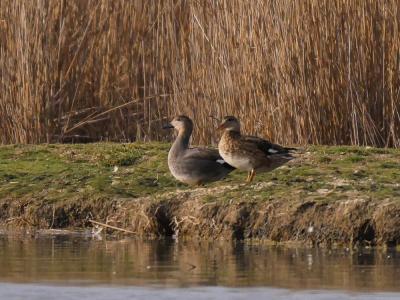 Canard chipeau Mareca strepera (Linnaeus, 1758)