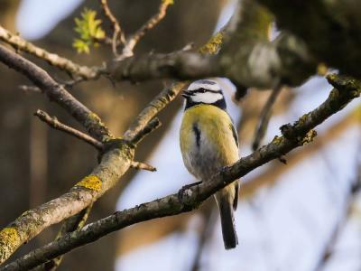 Mésange bleue Cyanistes caeruleus (Linnaeus, 1758)