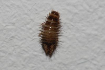 Anthrène des tapis, Anthrène bigarré des tapis, An Anthrenus verbasci (Linnaeus, 1767)