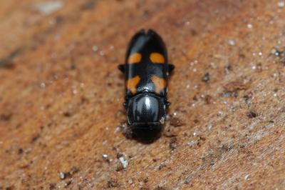  Glischrochilus quadripunctatus (Linnaeus, 1758)
