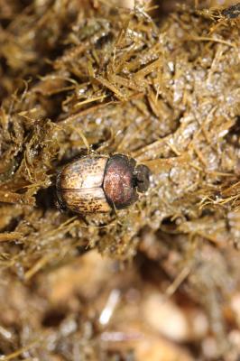 Onthophage vacca Onthophagus vacca (Linnaeus, 1767)
