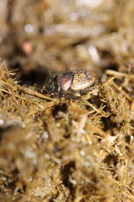 Onthophage vacca Onthophagus vacca (Linnaeus, 1767)