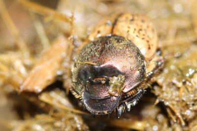 Onthophage vacca Onthophagus vacca (Linnaeus, 1767)