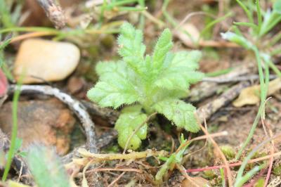 Bellardie, Bartsie trixago, Bellardie Germandrée Bartsia trixago L., 1753