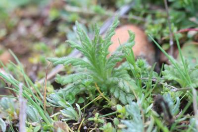 Bellardie, Bartsie trixago, Bellardie Germandrée Bartsia trixago L., 1753