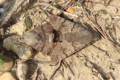 Moro-Sphinx (Le), Sphinx du Caille-Lait (Le) Macroglossum stellatarum (Linnaeus, 1758)