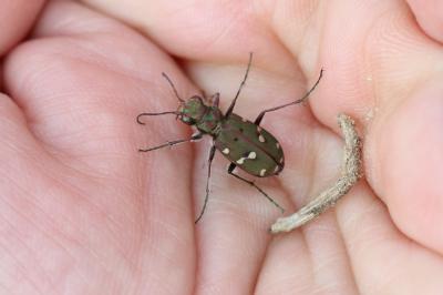  Cicindela maroccana Fabricius, 1801