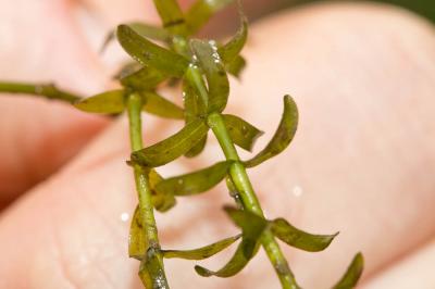 Élodée du Canada Elodea canadensis Michx., 1803