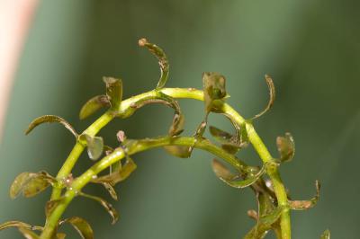 Élodée du Canada Elodea canadensis Michx., 1803