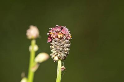 Grande pimprenelle, Sanguisorbe, Sanguisorbe offic Sanguisorba officinalis L., 1753
