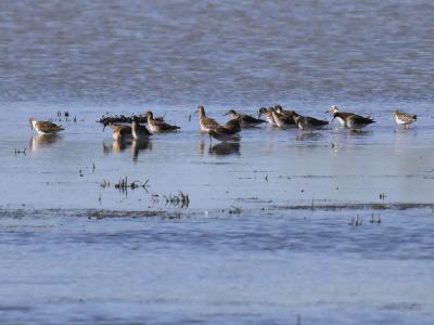 Chevalier combattant, Combattant varié Calidris pugnax (Linnaeus, 1758)