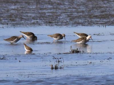 Chevalier combattant, Combattant varié Calidris pugnax (Linnaeus, 1758)
