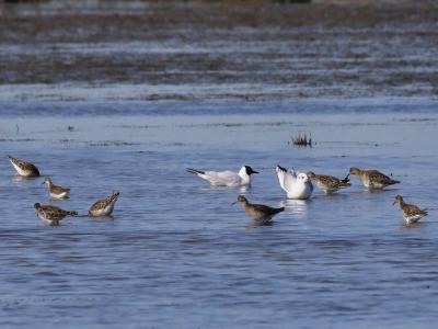 Chevalier combattant, Combattant varié Calidris pugnax (Linnaeus, 1758)
