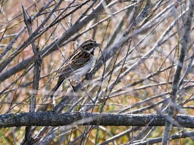 Bruant des roseaux Emberiza schoeniclus (Linnaeus, 1758)